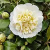 A close-up of a white camellia flower with yellow accents, surrounded by green leaves and buds. Produktbild-Vorschau
