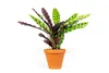Gardners Calathea Lancifolia (Insignis), průměr 11-12 cm Náhled obrázku produktu 1