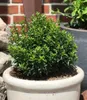 BALDUR Garten 1x Euonymus 'Green Empire®', Pflanze im 9x9 Produktbild-Vorschau 3