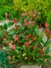 Photinia fraseri 'Little Red Robin', Glanzmispel, rot, Produktbild-Vorschau 9