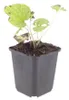 Brunnera macr. 'Jack Frost' | 6 sztuk - 10-25cm - Ø9cm - Podgląd zdjęcia produktu 2
