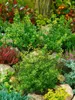 Ilex crenata 'Stokes', Japanische Stechpalme, immergrün, Produktbild-Vorschau 8