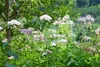 Thalictrum aquilegifolium, Akeleiblättrige Wiesenraute, ca. Produktbild-Vorschau 8