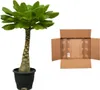 Vulkanpalme Brighamia insignis Zimmerpflanze 25cm hoch Produktbild-Vorschau 3