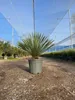 Sunny Tree - Yucca Rostrata - Palme - Stammhöhe 15/20 cm - Produktbild-Vorschau 5