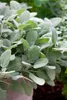 Salvia officinalis 'Berggarten', Küchensalbei, aromatisch, Produktbild-Vorschau 4