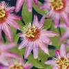 Passiflora Anastasia 70-100 cm - mučenka - popínavá Náhled obrázku produktu 1