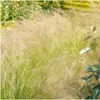 Plants by Frank | 60 Federgras Pflanzen | Stipa Tenuissima Produktbild-Vorschau 2