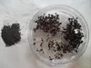 Keimsprossen Rotkohl Produktbild-Vorschau 2