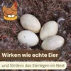 Nesteier Aus Gips Künstliche Bruteier Legeeier Kunsteier Produktbild-Vorschau 5