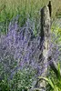 Perovskia atriplicifolia 'Little Spire', Blauraute, Produktbild-Vorschau 6