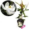 A collage showing a close-up of a white magnolia flower and a potted Magnolia Little Gem plant. Produktbild-Vorschau