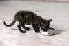 Miska dla kota Karlie Ascar 10 cm 160 ml różowa Podgląd zdjęcia produktu 6