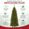 Triumph Tree Bristlecone Fir Pilar - Smalle Kerstboom voor Productafbeelding-voorbeeld 2