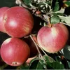 Several ripe red apples are shown on a tree branch with green leaves. Produktbild-Vorschau