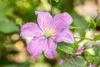 Clematis Hybrid 'Comtesse de Bouchaud', rosa Blüten, 40–60 Produktbild-Vorschau 2