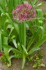 Allium christophii, Sternkugel-Lauch, silbrig-violett, ca. Produktbild-Vorschau 4