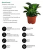 Dehner Baumfreund, Philodendron Green Princess, Produktbild-Vorschau 2