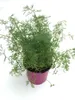 Enseleits 2x Dill Pflanze, Frische Kräuterpflanze (Anethum Produktbild-Vorschau 3