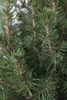 Picea glauca 'Conica', Zuckerhutfichte, kompakt, 20–30 cm Produktbild-Vorschau 3