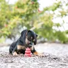 KONG Classic, Hund, Rot, Gummi, Kauend, Abholen, Vereinigte Produktbild-Vorschau 6