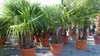 mehrstämmig Trachycarpus Fortunei Palme Palmengruppe, Produktbild-Vorschau 2