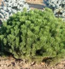 Bergkiefer ´MUGHUS´ 15-20 cm, Cont. 2,5 l Produktbild-Vorschau 6