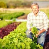 5 m de ruban de semences « Mélange de salades » (Lactuca Voir les images du produit 6