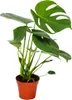 Exotenherz - feuille de fenêtre - Monstera deliciosa - 1 Voir les images du produit 2
