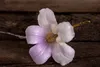 Paulownia "Nordmax 21" Blauglockenbaum im 15 cm Topf Produktbild-Vorschau 3