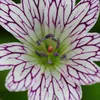 6 plants de géranium "versicolor" | Pot de 9x9 cm Voir les images du produit 2