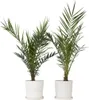 Kanarische Dattelpalme - 2 Stk - Phoenix canariensis - Höhe Produktbild-Vorschau 7