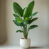 Strelicja - 2 szt - Strelitzia nicolai - Wysokość 55-70cm - Podgląd zdjęcia produktu 6