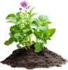 A potato plant with purple flowers growing out of a mound of soil. Produktbild-Vorschau