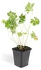 Půdopokryvné rostliny – geranium – Geranium 'Rozanne' – 9cm Náhled obrázku produktu 9
