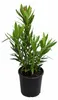 Nerium Oleander, 'Salmone Semplice', ongeveer 80 cm hoog – Productafbeelding-voorbeeld 4