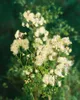 Thalictrum aquilegifolium, Akeleiblättrige Wiesenraute, ca. Produktbild-Vorschau 12