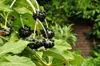 Fatsia japonica (aralia_sieboldii) - Izbová arália 40- 60 Náhľad obrázku produktu 4