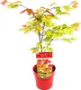 Bloomique - Acer Shirasawanum Moonrise - Japanischer Ahorn Produktbild-Vorschau 1