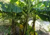 SAFLAX - Darjeeling - Banane - Musa sikkimensis - 5 Samen - Produktbild-Vorschau 5