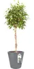 elho pure straight round 50 Übertopf - anthrazit Produktbild-Vorschau 9