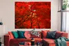 MuchoWow® Poster Herbst - Wald - Rot 160x120 cm - Foto Produktbild-Vorschau 2