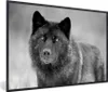 MuchoWow® MuchoWow® Gerahmtes Poster Wolf - Nahaufnahme - Produktbild-Vorschau 1