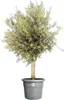 Elho Blumentopf Algarve Cilindro Ø 48 x 40 cm anthrazit Produktbild-Vorschau 9