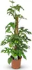 Monstera Minima am Moosstab grün 90cm 19cm Zimmerpflanze Produktbild-Vorschau 1