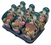 Echinocereus rigidissimus rubrispinus - zeldzame bolcactus Productafbeelding-voorbeeld 3