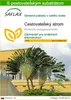 SAFLAX - Cestovateľský strom - Ravenala madagascariensis - Náhľad obrázku produktu 1