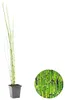 Bloomique - Equisetum Japonicum - Equiseto giapponese - Anteprima dell’immagine prodotto 2
