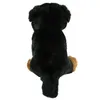 Berner Sennenhund Plüschtier sitzend 22 cm Uni-Toys Hund Produktbild-Vorschau 3
