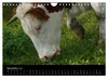 Die Welt der Kühe (Wandkalender 2027 DIN A4 quer), CALVENDO Produktbild-Vorschau 9